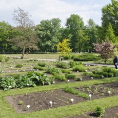 Bylinková zahrada Hradec Králové (Botanická zahrada léčivých rostlin FF UK Hradec Králové)