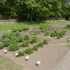 Bylinková zahrada Hradec Králové (Botanická zahrada léčivých rostlin FF UK Hradec Králové)