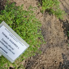 Bylinková zahrada Hradec Králové (Botanická zahrada léčivých rostlin FF UK Hradec Králové)