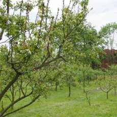 Bylinková zahrada Hradec Králové (Botanická zahrada léčivých rostlin FF UK Hradec Králové)