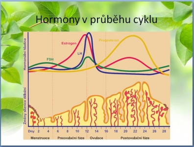 1597243337_podpora-poceti-otehotneni-byliny-bylinky-lecive-rostliny-hormony-faze-cyklu.jpg