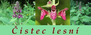cistec lesni ucinky na zdravi co leci pouziti uzivani vyuziti