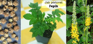 Jak pěstovat řepík zemina světlo umísění hnojení přezimování zazimování