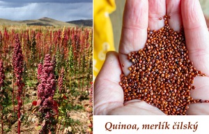 Quinoa merlík čilský účinky na zdraví jaké látky obsahuje
